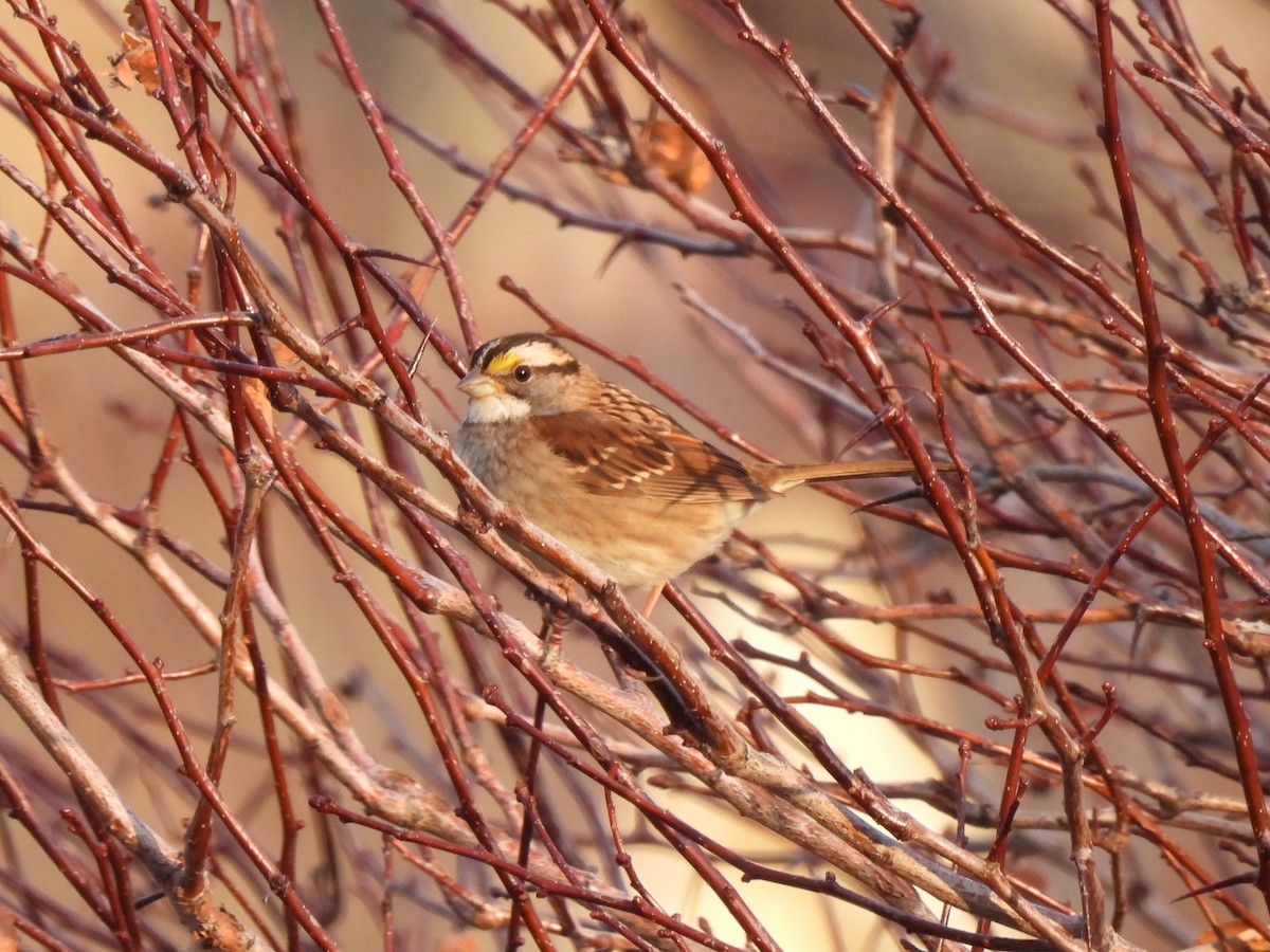 White-throated Sparrow - ML611384128