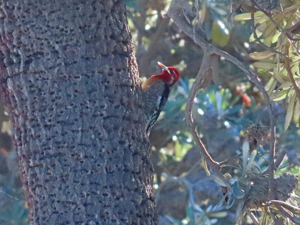 Red-breasted Sapsucker - ML611384151
