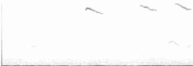 Thick-billed Grasswren - ML611384155