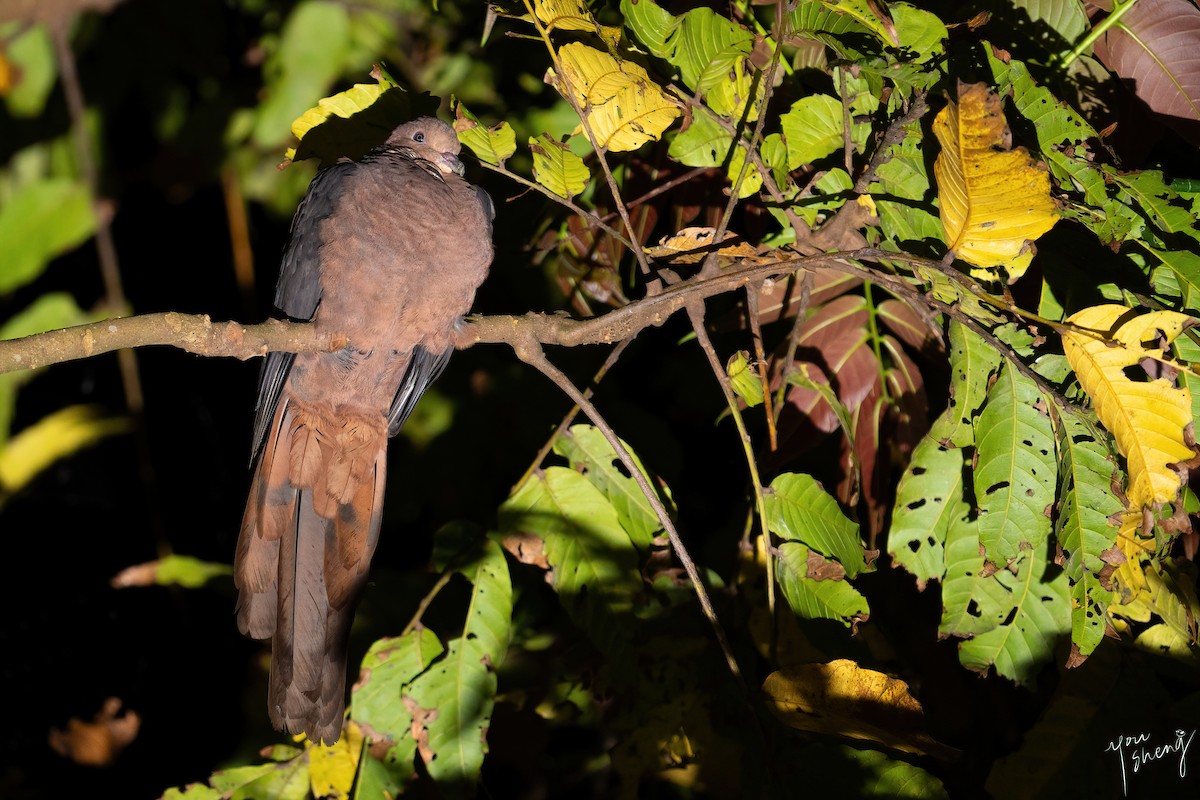 Philippine Cuckoo-Dove - ML611384426