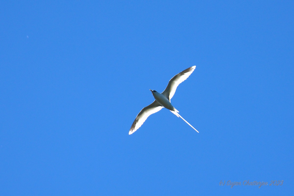 White-tailed Tropicbird (Indian Ocean) - ML611384742