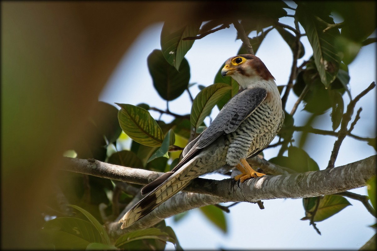 Red-necked Falcon - ML611384951