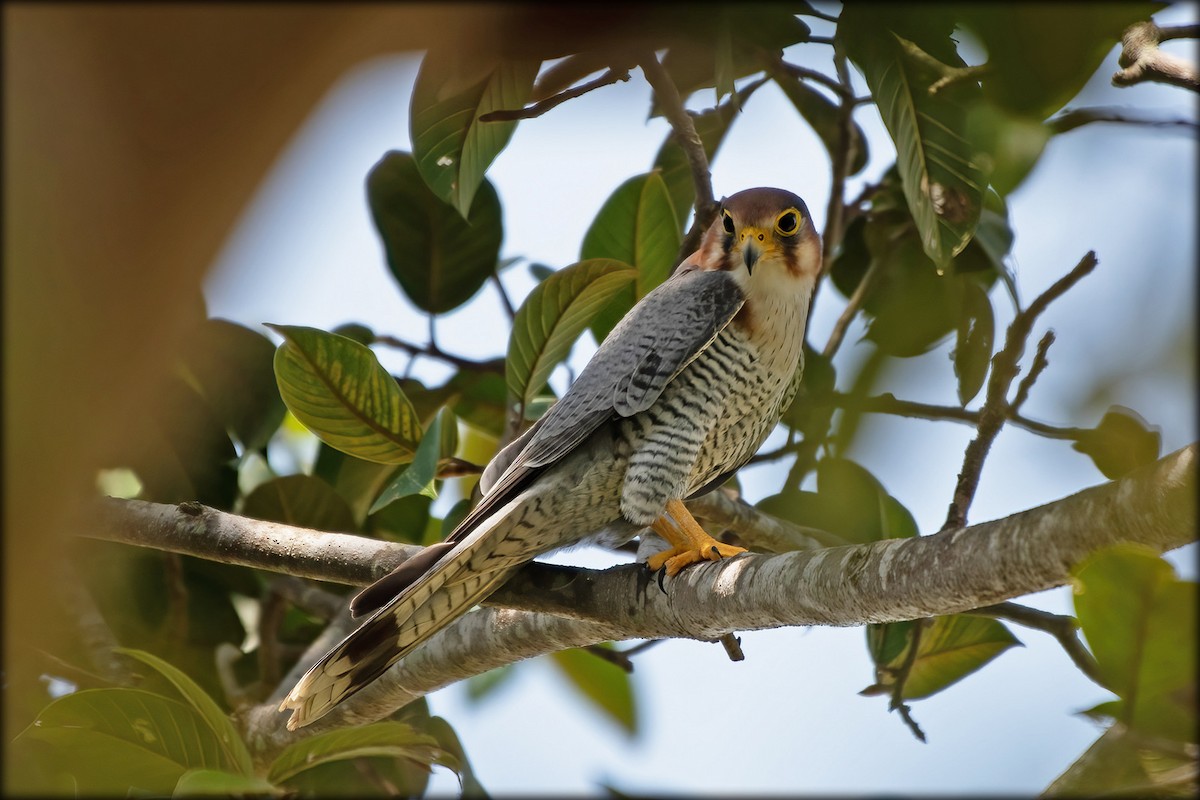 Red-necked Falcon - ML611384952