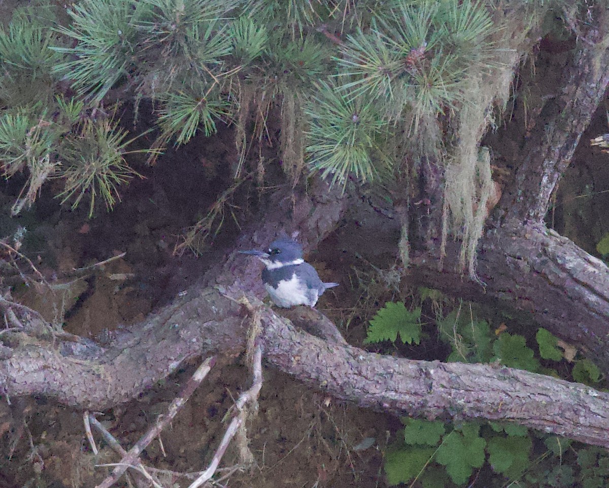 Belted Kingfisher - ML611385175