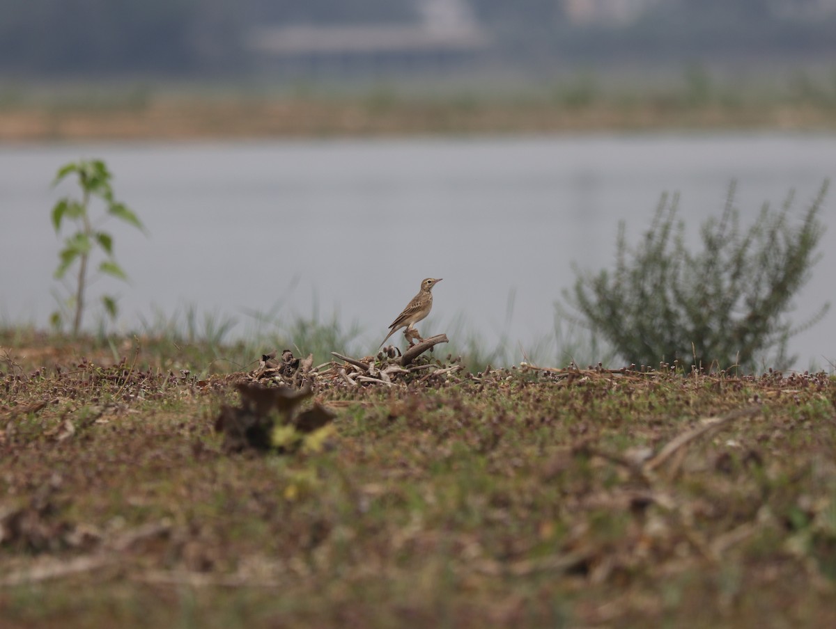 pipit sp. - ML611385490
