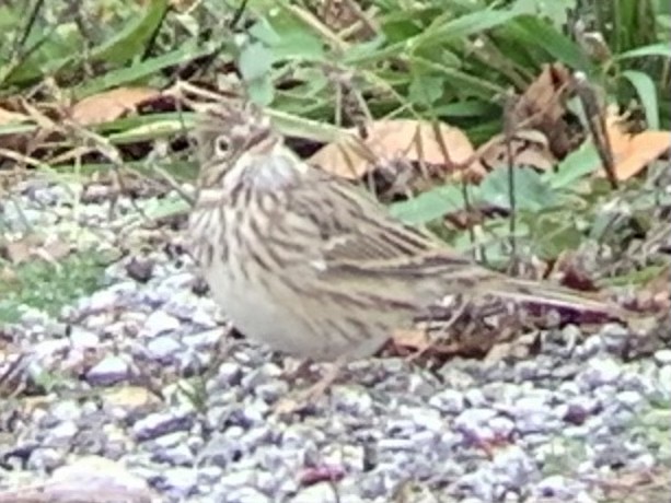 Vesper Sparrow - ML611385552