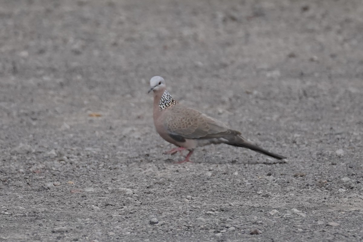 Spotted Dove - ML611385579