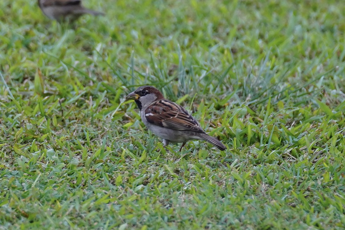 House Sparrow - ML611385600
