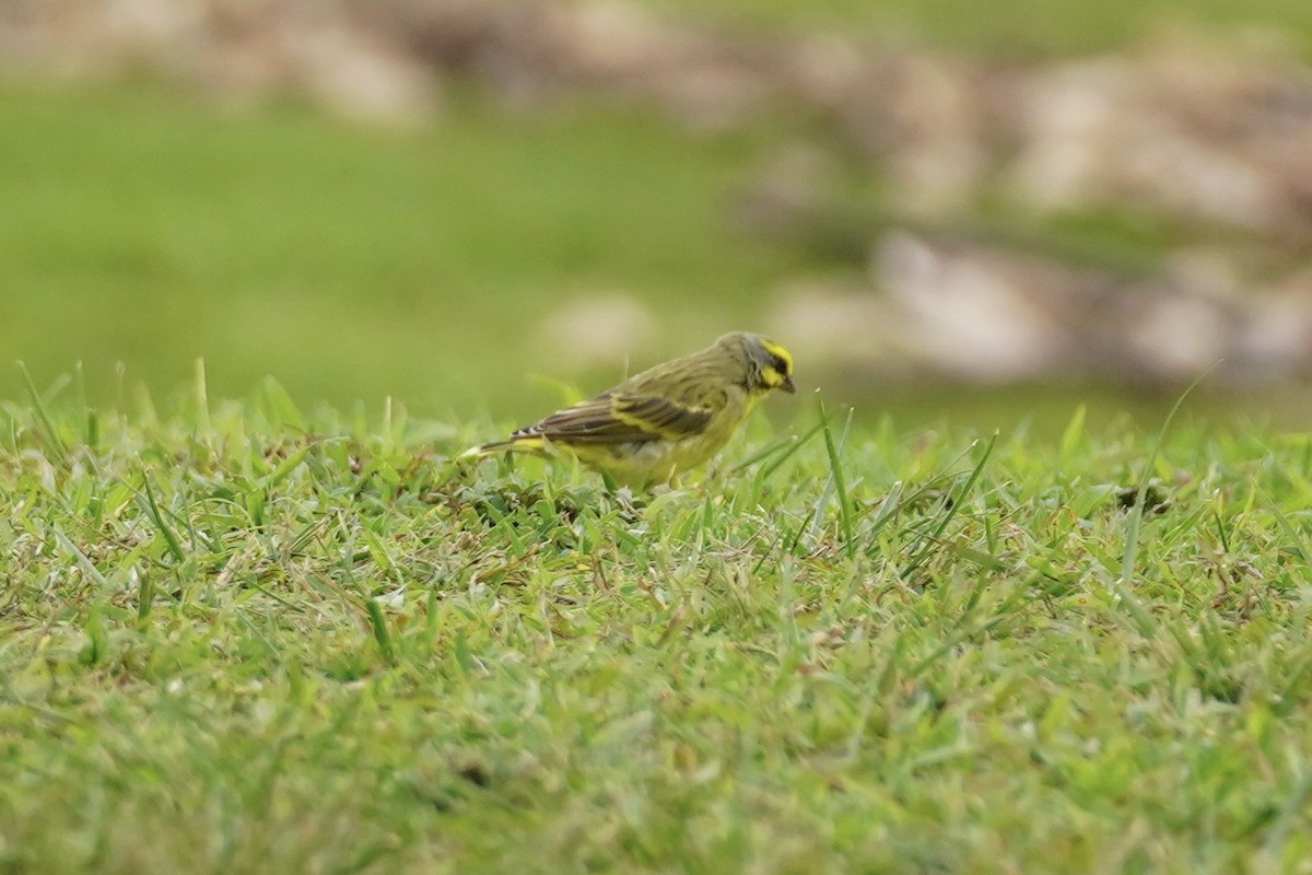 Yellow-fronted Canary - ML611385604