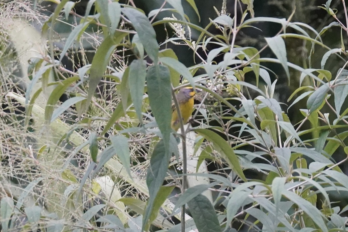 Yellow-fronted Canary - ML611385605