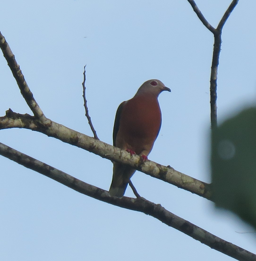 Purple-tailed Imperial-Pigeon - ML611385676