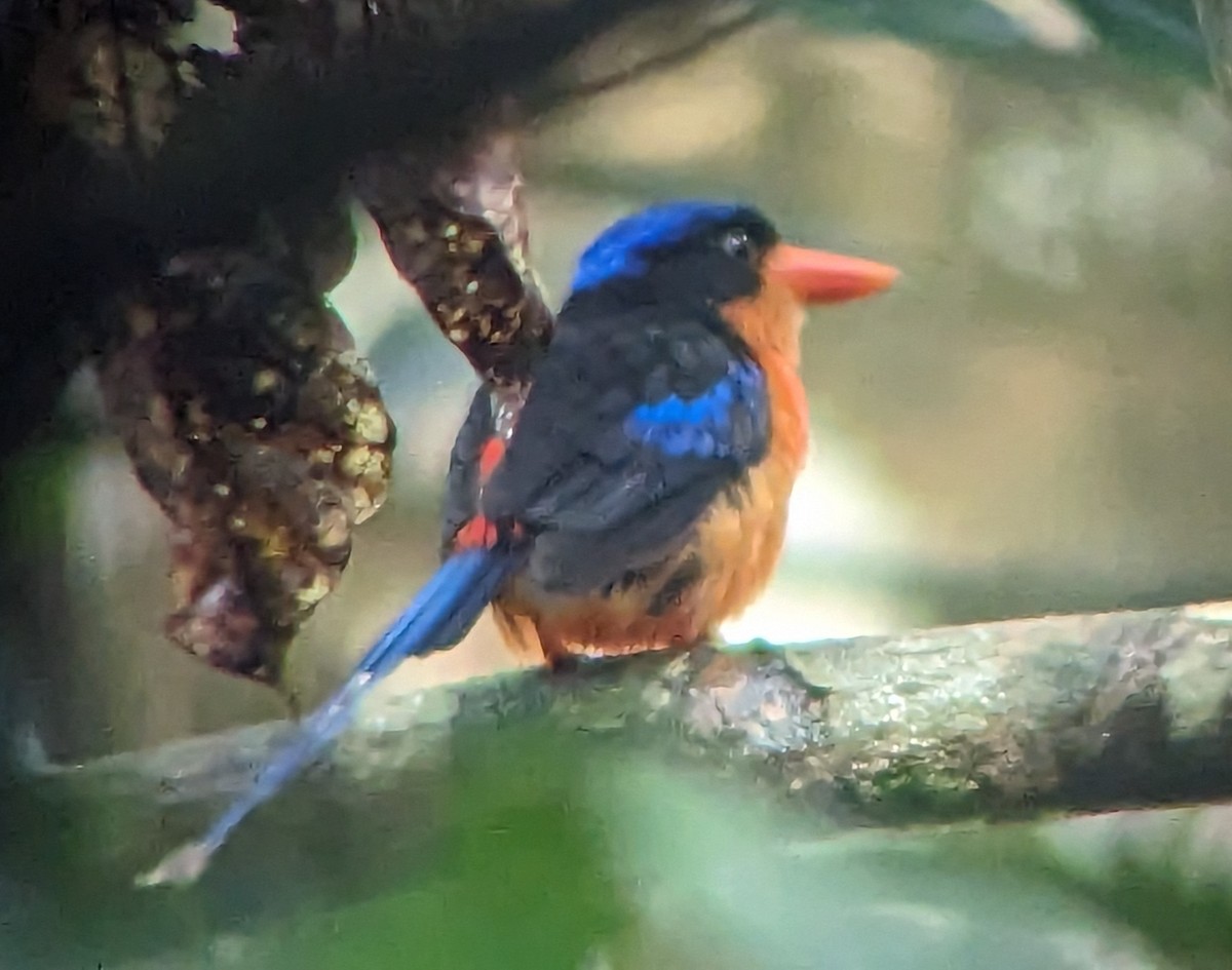 Red-breasted Paradise-Kingfisher - ML611385685