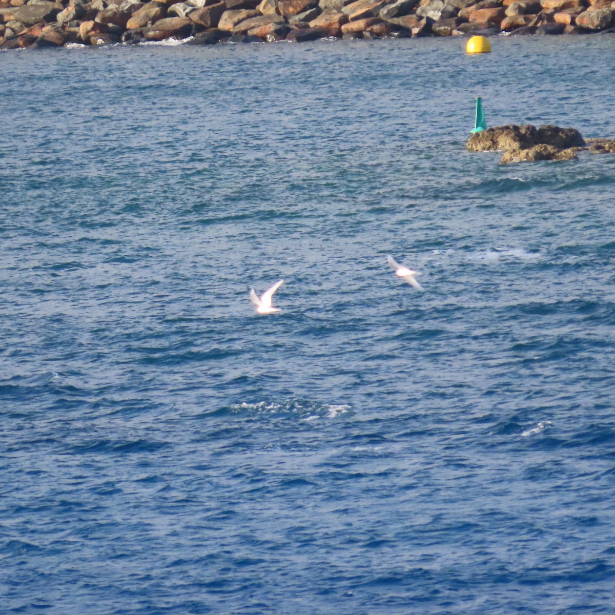 White Tern - ML611385689