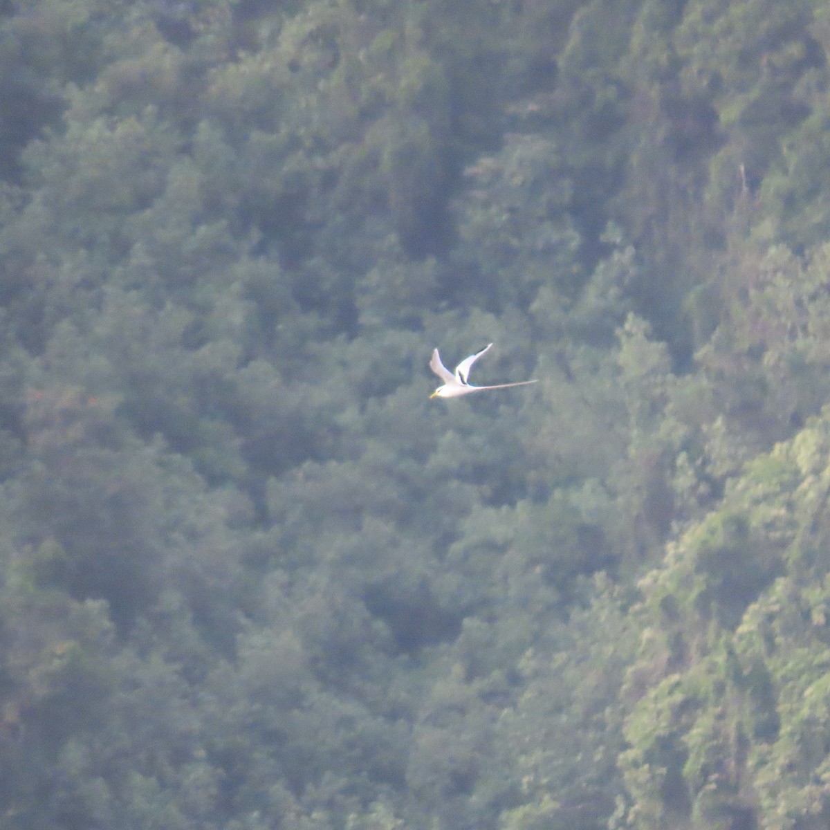 White-tailed Tropicbird - ML611385697