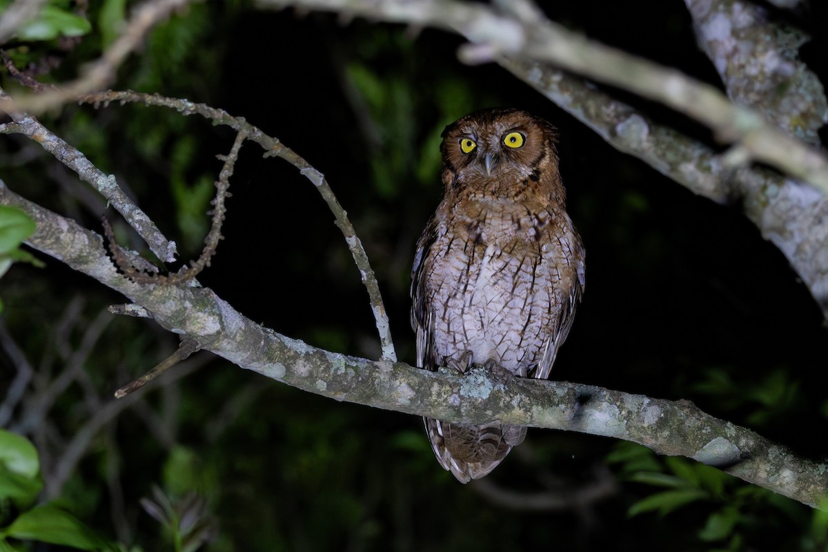 Long-tufted Screech-Owl - ML611385941