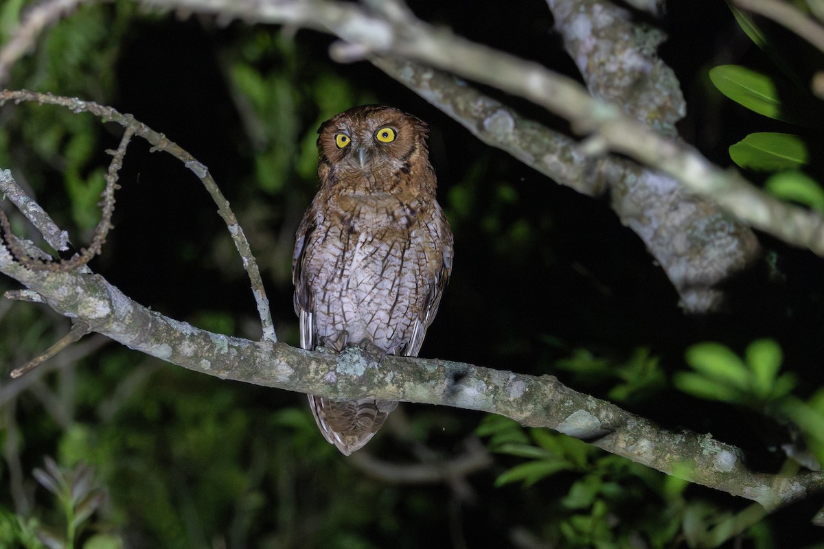 Long-tufted Screech-Owl - ML611385942