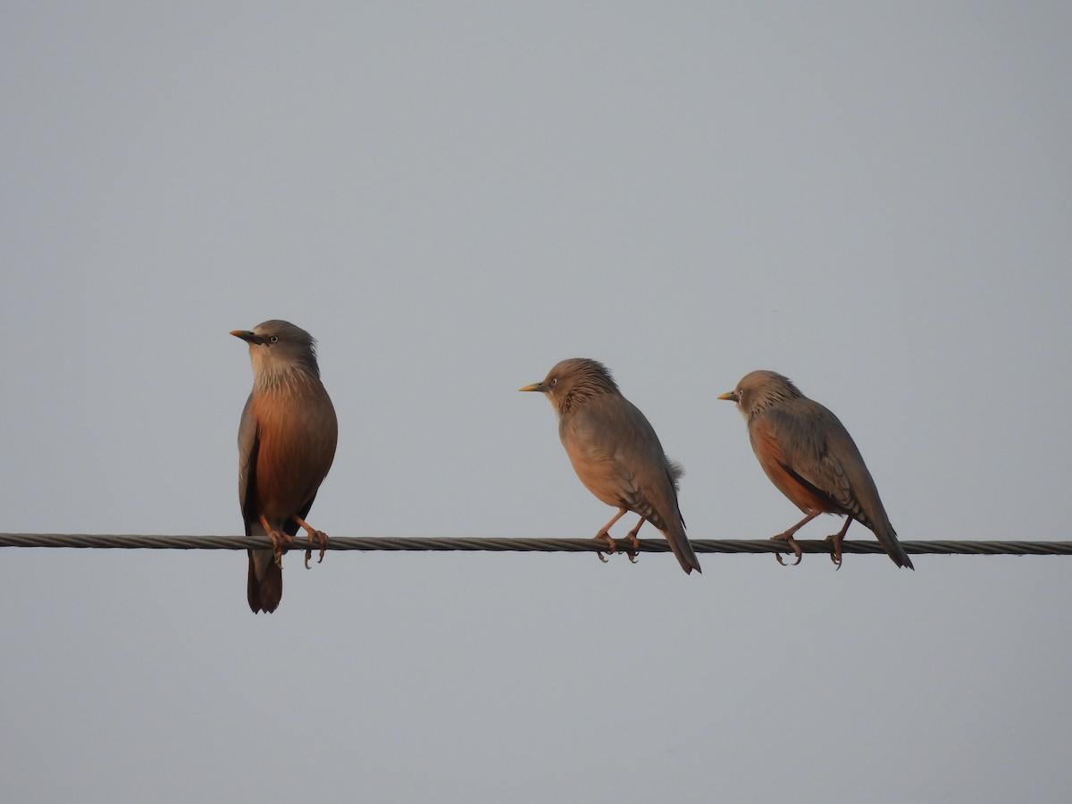 Chestnut-tailed Starling - ML611385966