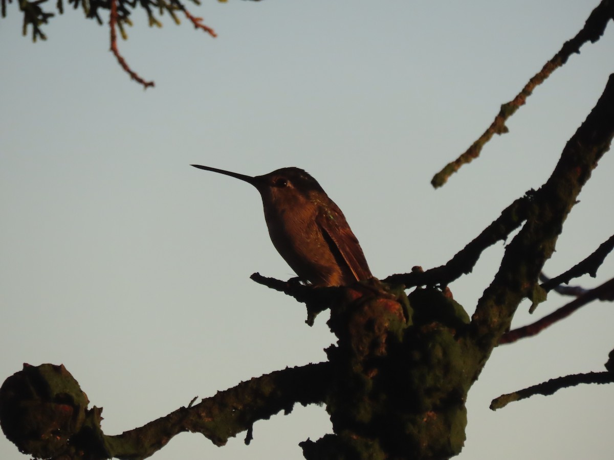 Anna's Hummingbird - ML611386080