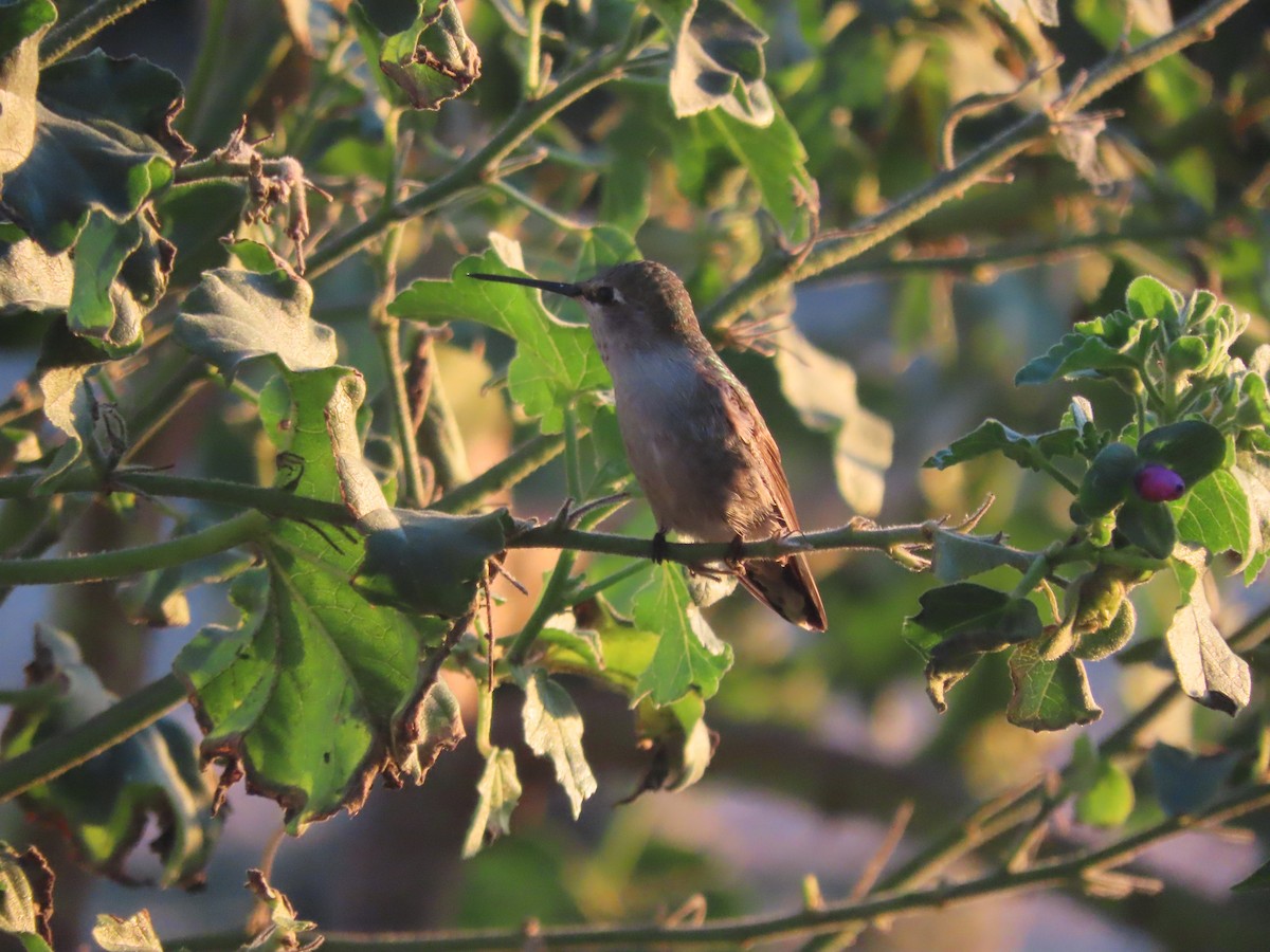 Anna's Hummingbird - ML611386081