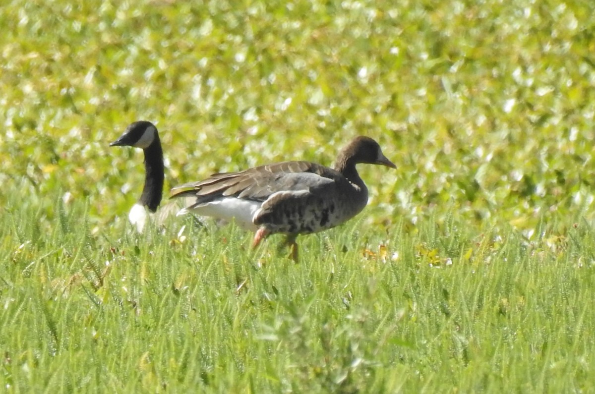 Greater White-fronted Goose - ML611386108