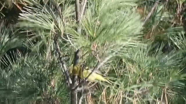 Western Tanager - ML611386282