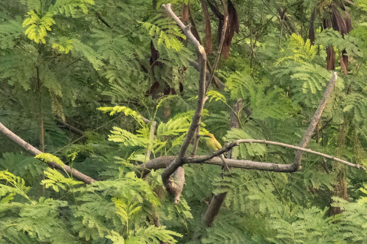 Asian Green Bee-eater - ML611386469