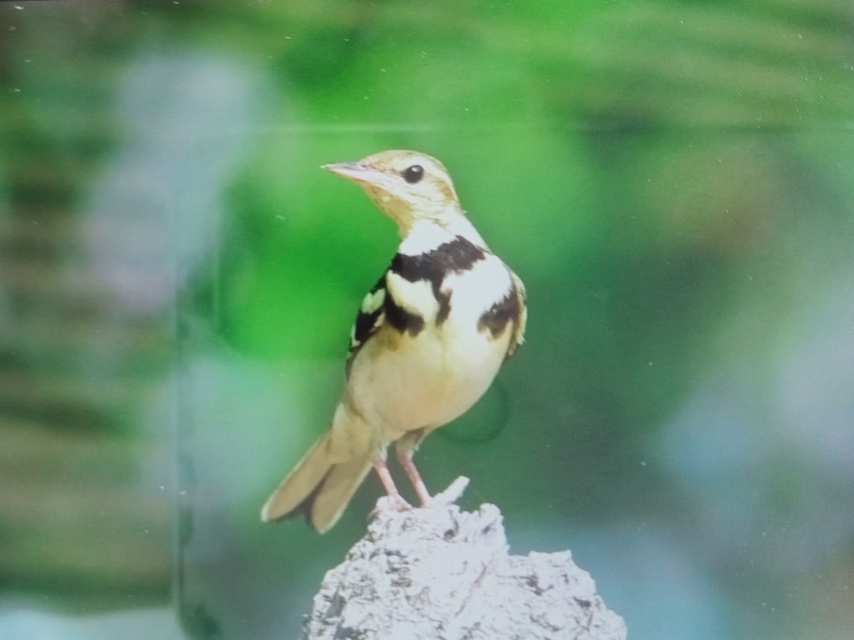 Forest Wagtail - ML611386719