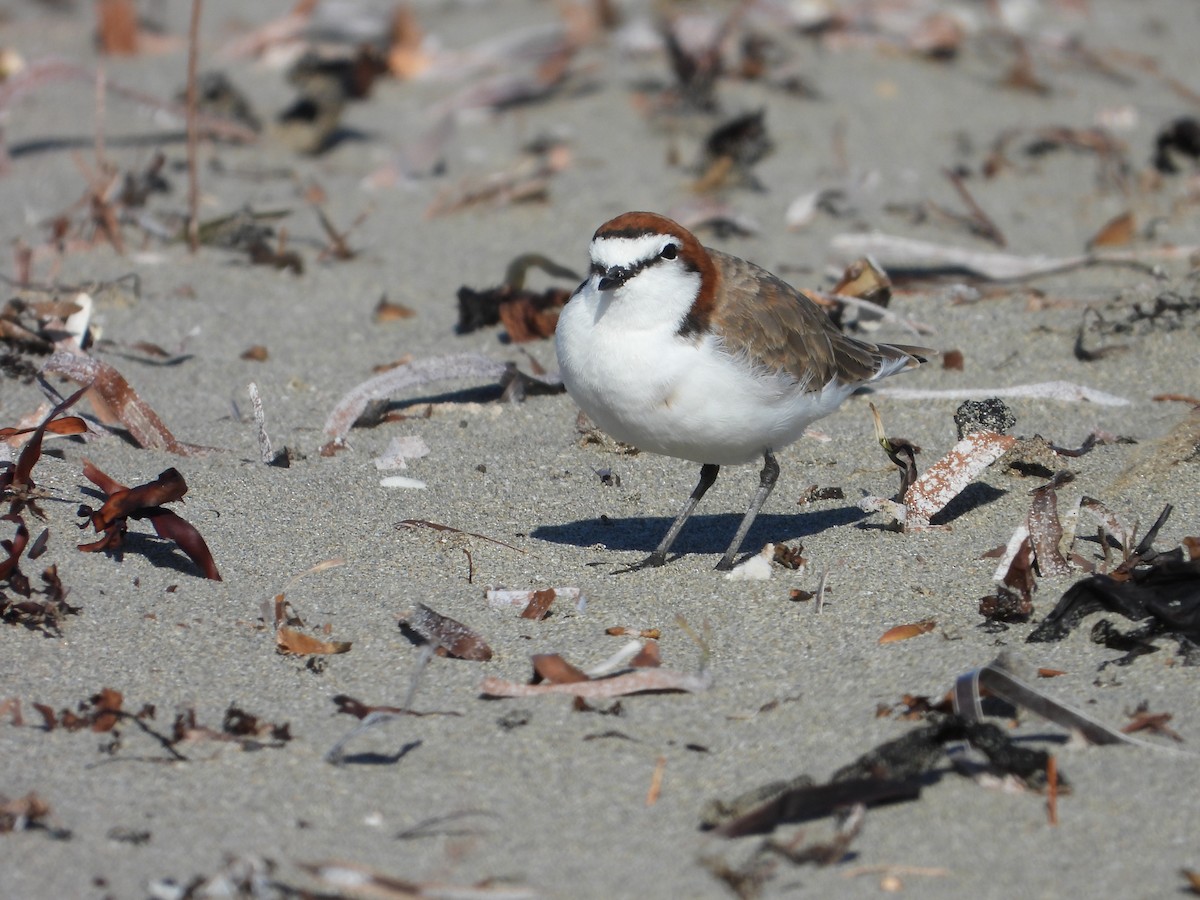 Red-capped Plover - ML611386744
