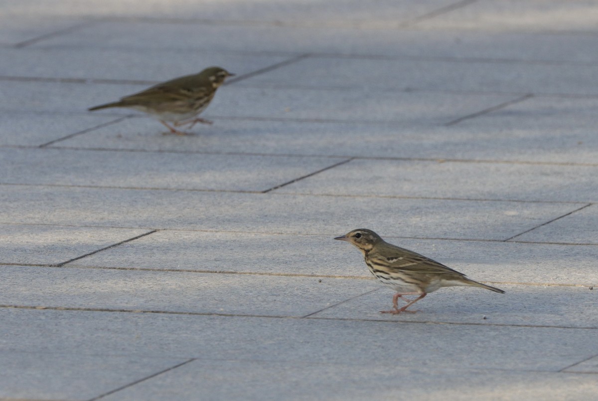 Olive-backed Pipit - ML611386788