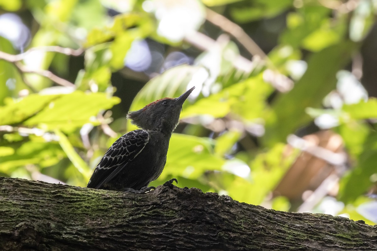 Gray-and-buff Woodpecker (Gray-and-buff) - ML611386847