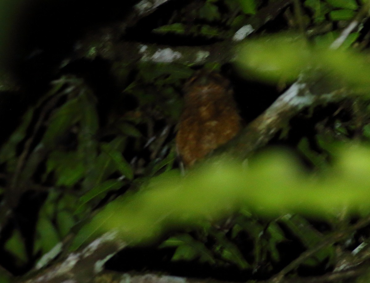 Tawny-bellied Screech-Owl (Austral) - ML611387612