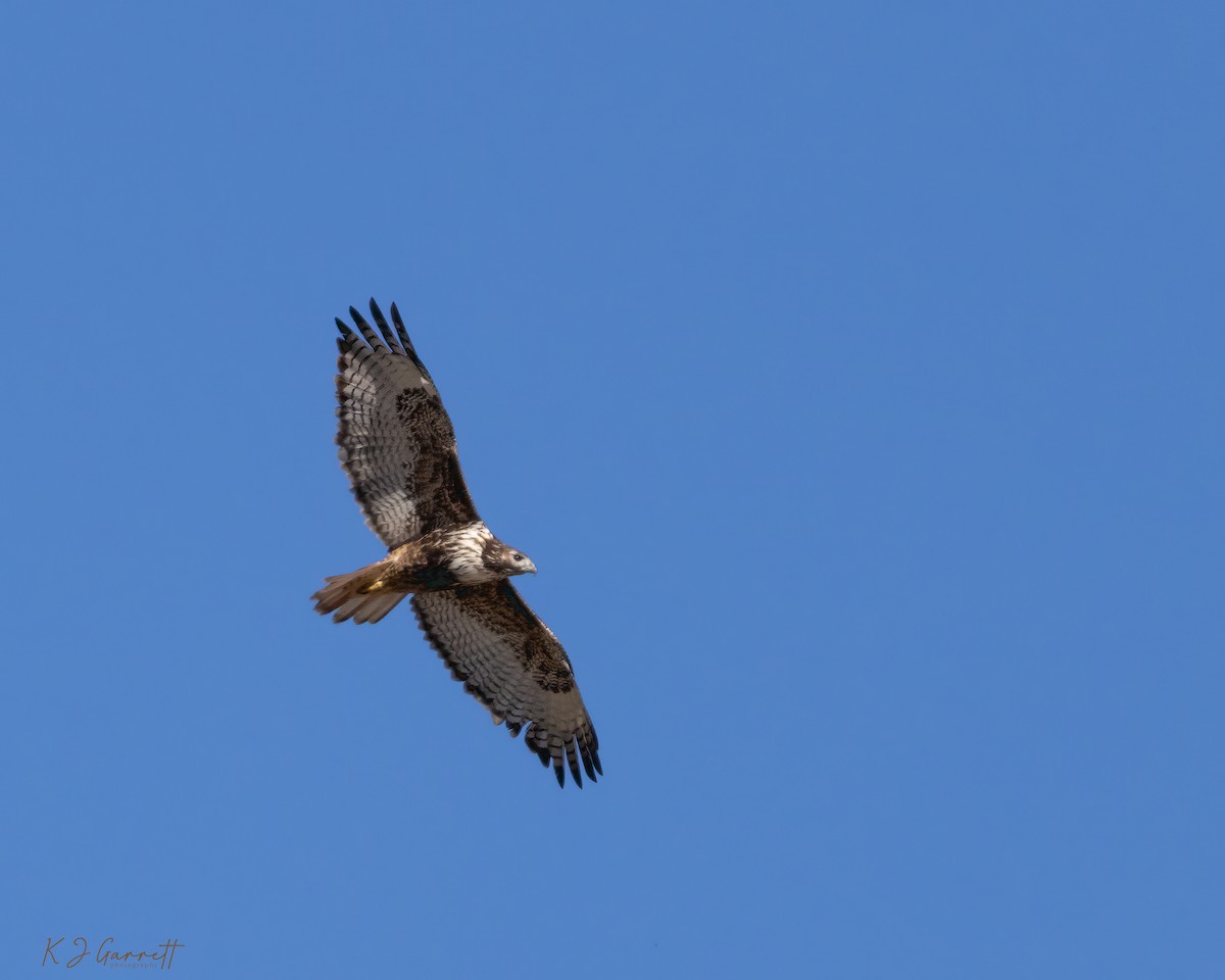 Red-tailed Hawk - ML611387637