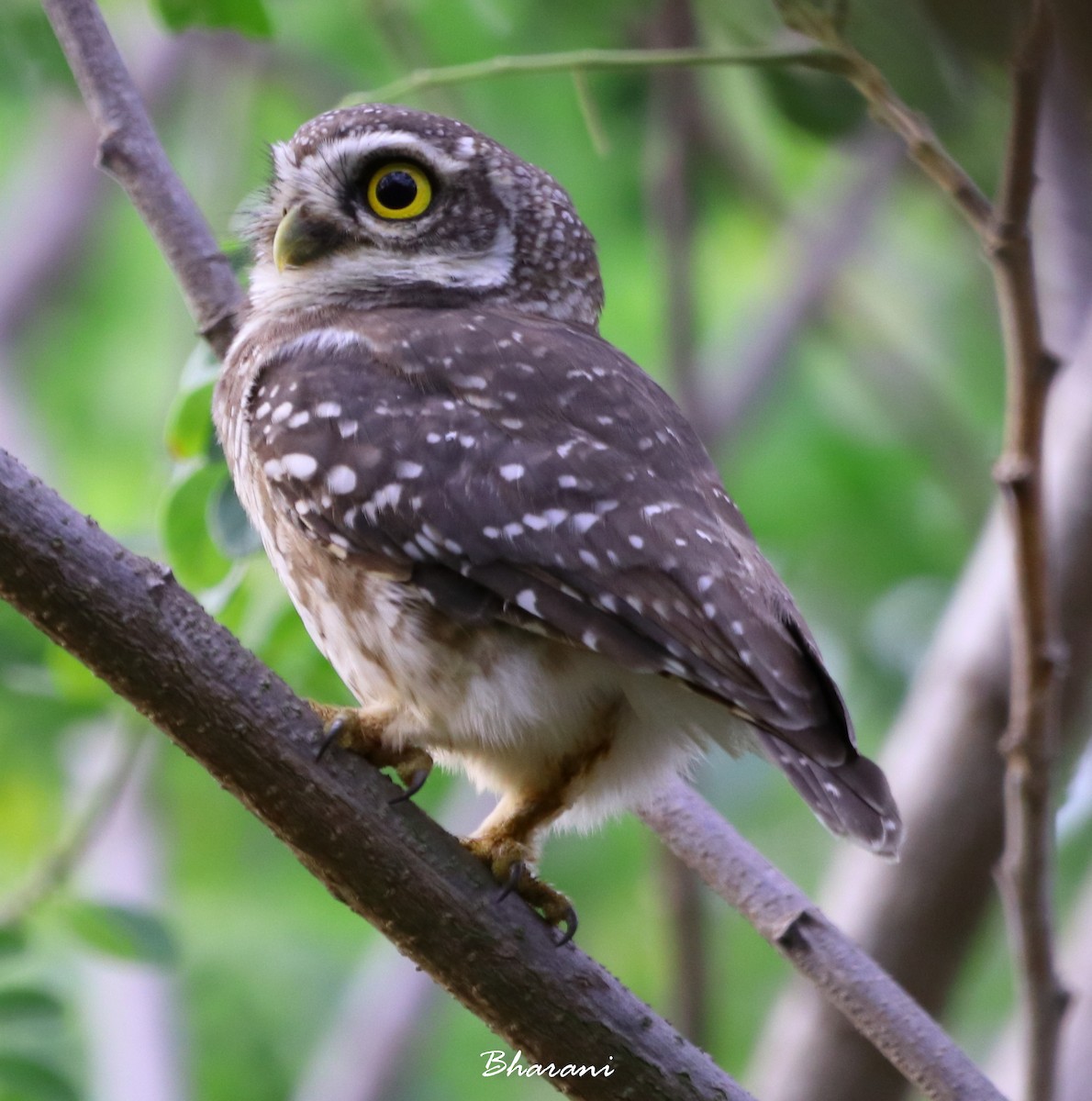 Spotted Owlet - Bharani Dharan B