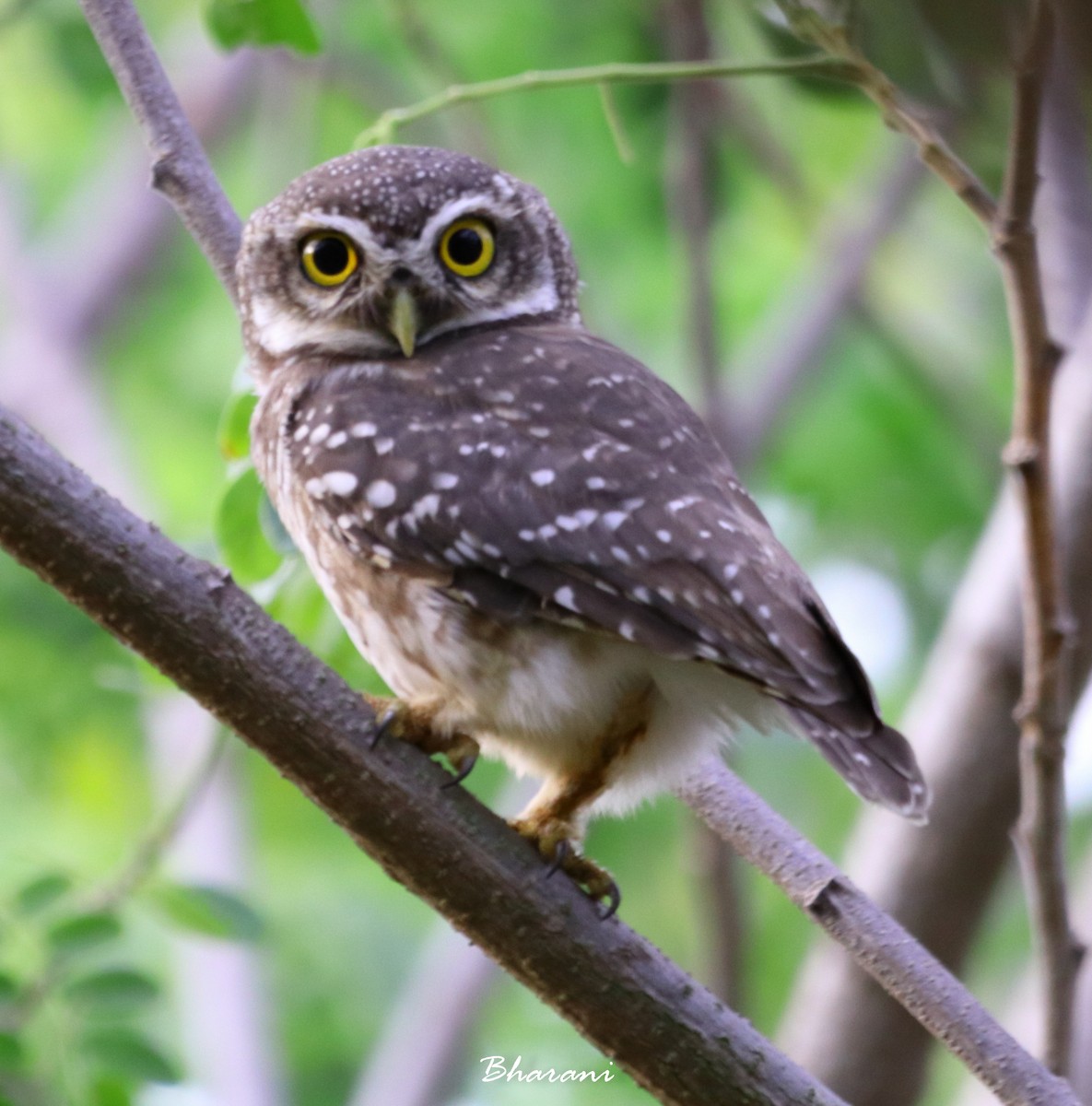 Spotted Owlet - ML611387689