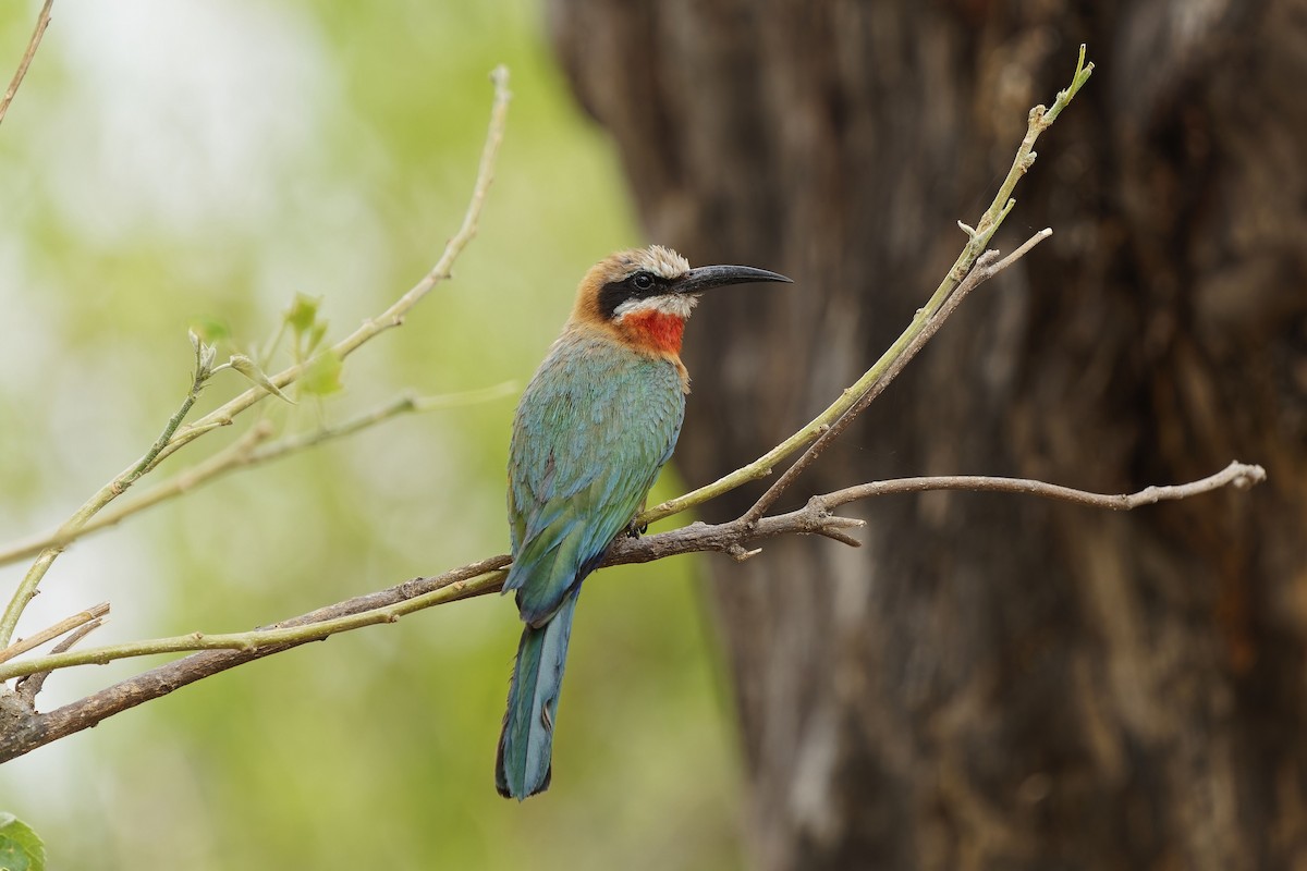 White-fronted Bee-eater - ML611387843