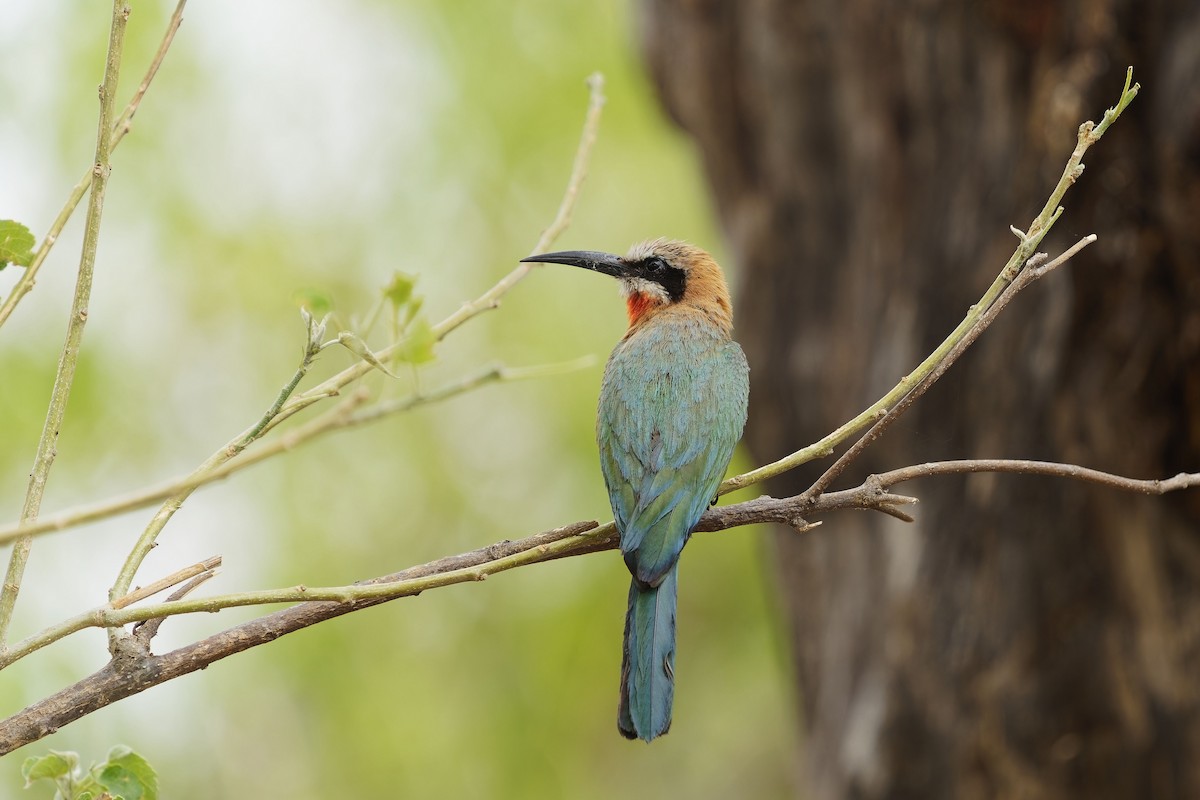 White-fronted Bee-eater - ML611387845
