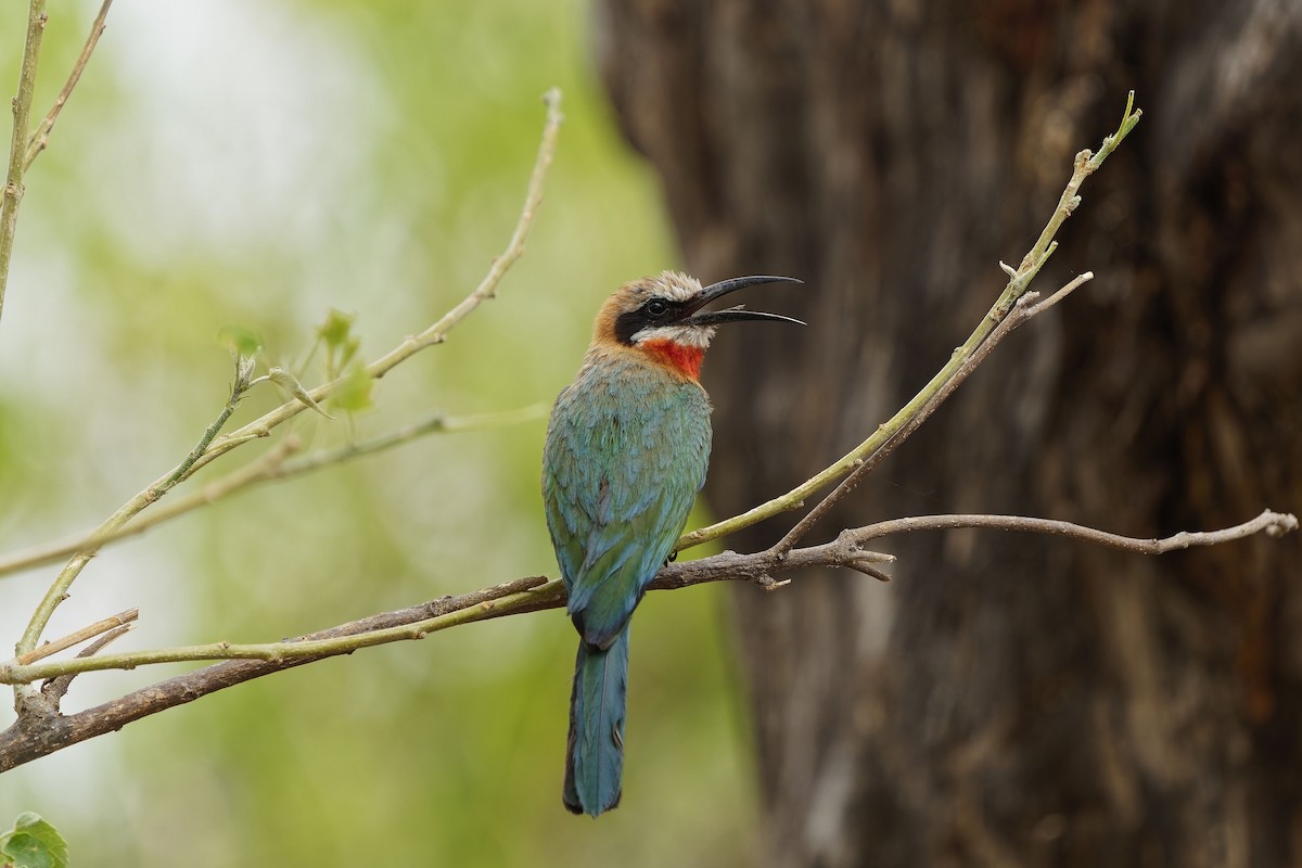 White-fronted Bee-eater - ML611387846