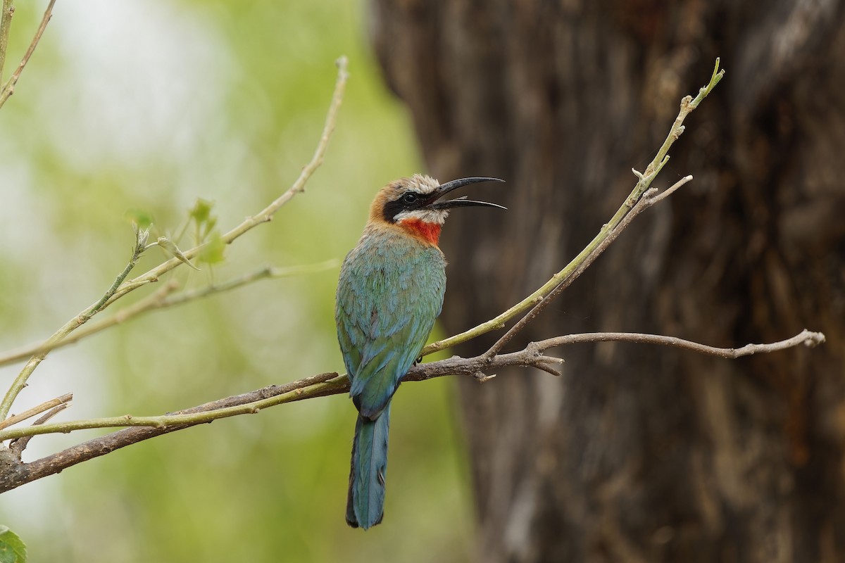 White-fronted Bee-eater - ML611387849