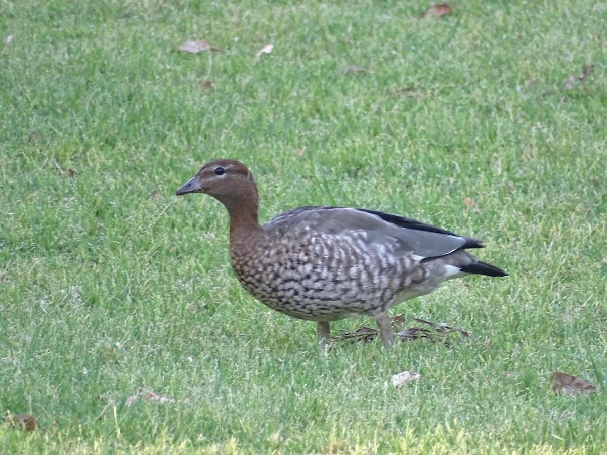 Maned Duck - ML611387877