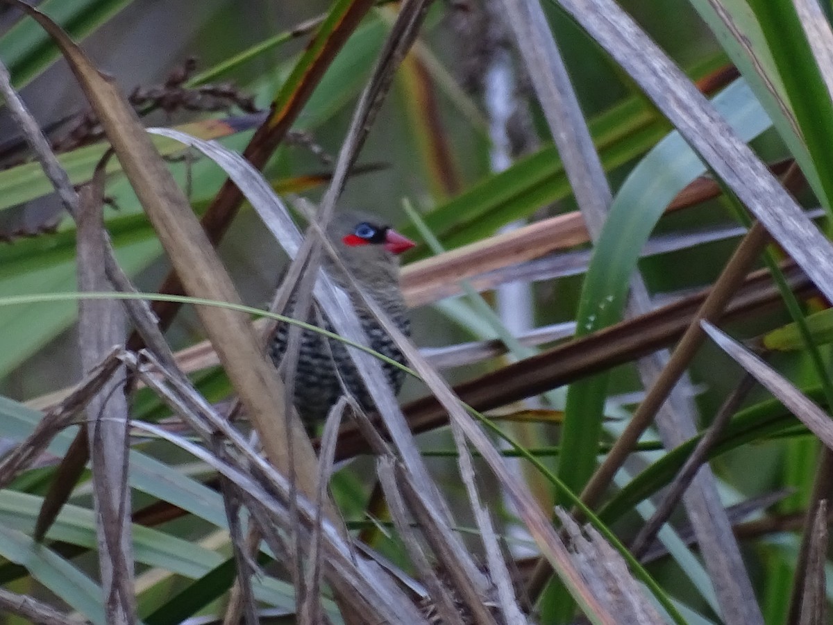 Red-eared Firetail - ML611387893