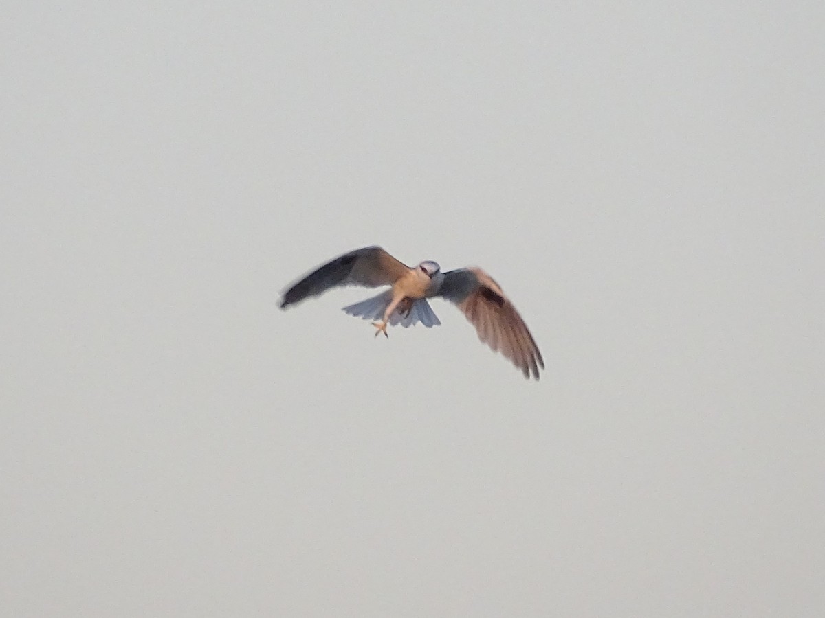Black-shouldered Kite - ML611388066