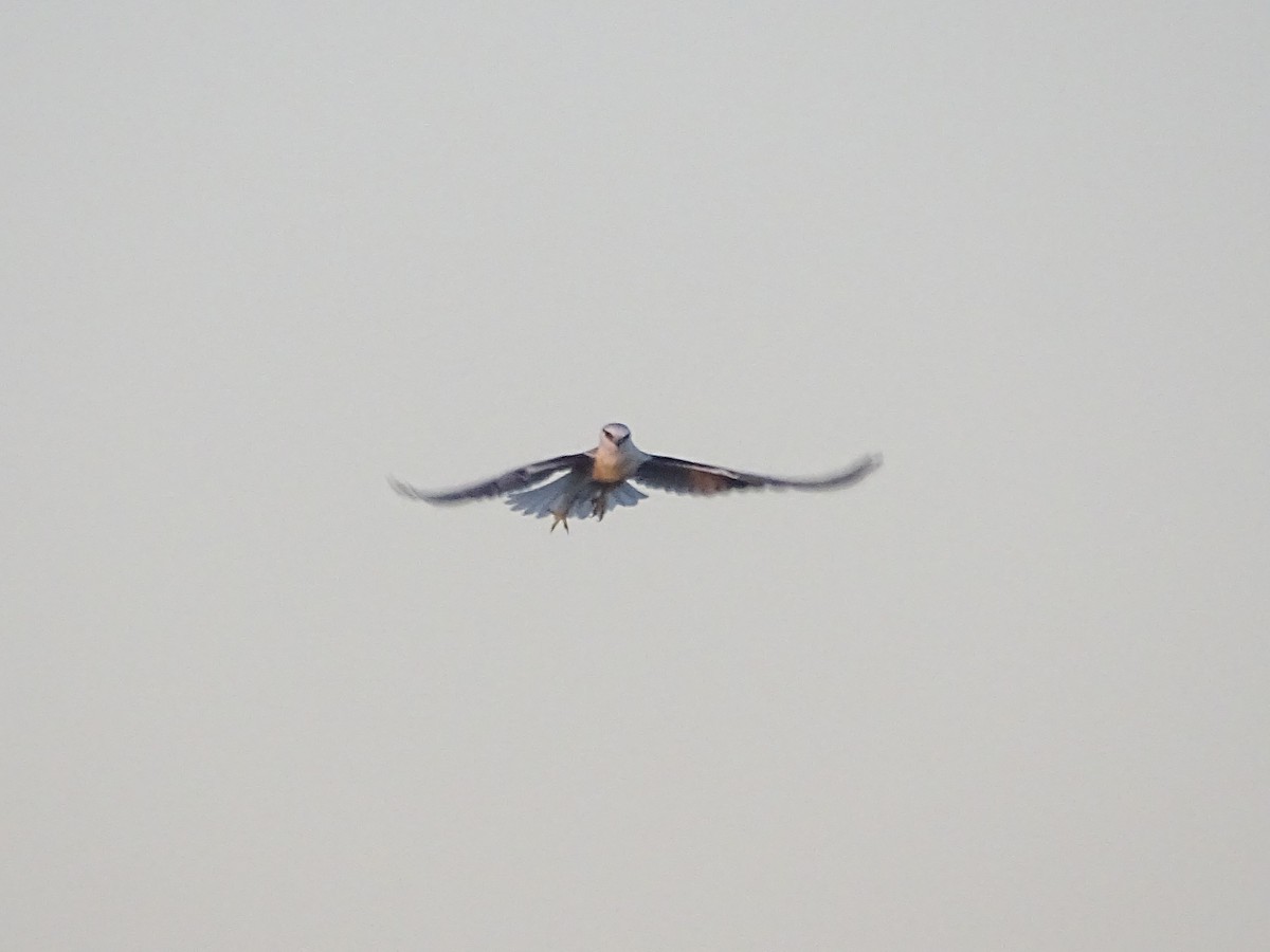Black-shouldered Kite - ML611388067