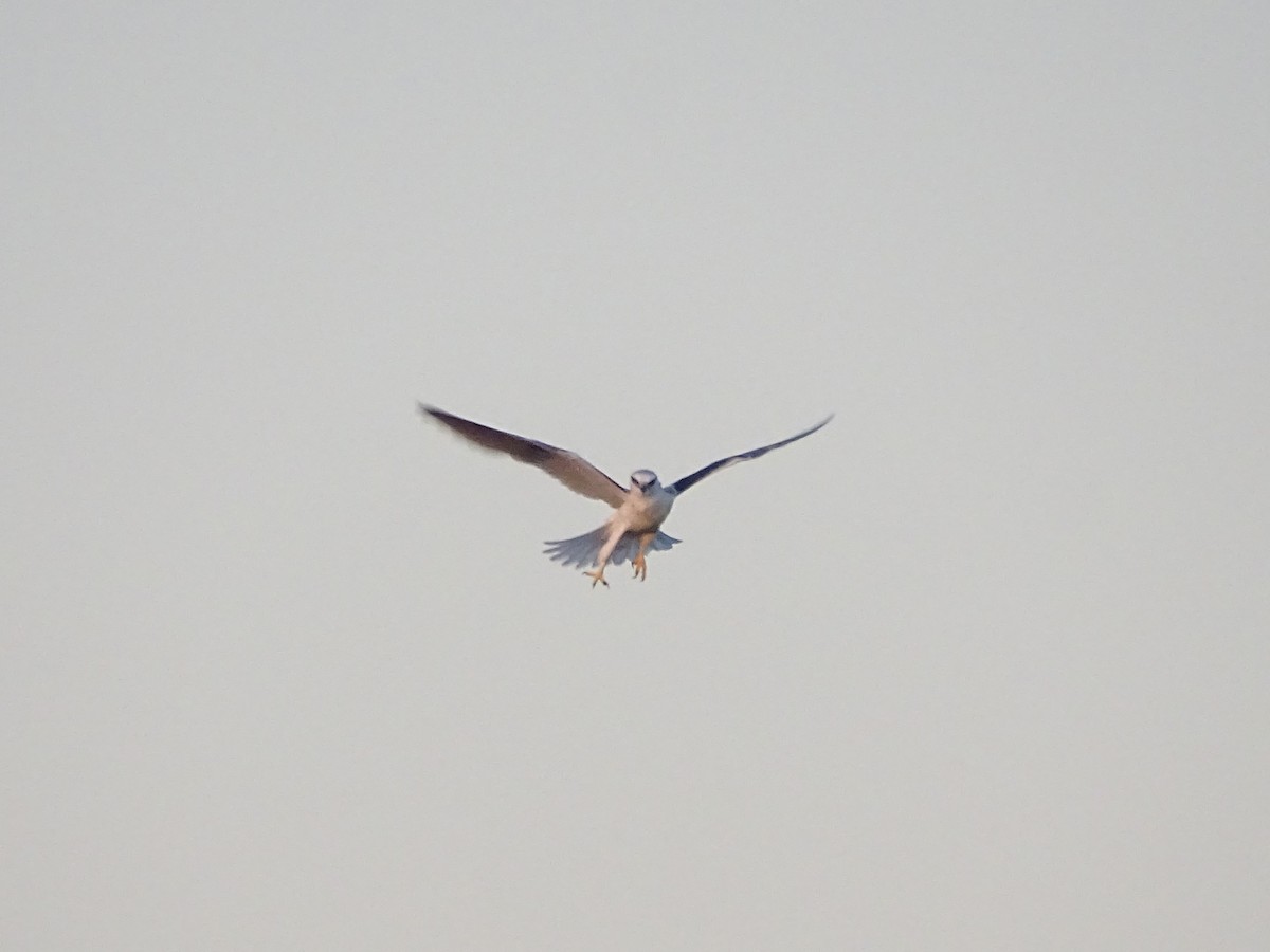Black-shouldered Kite - ML611388068