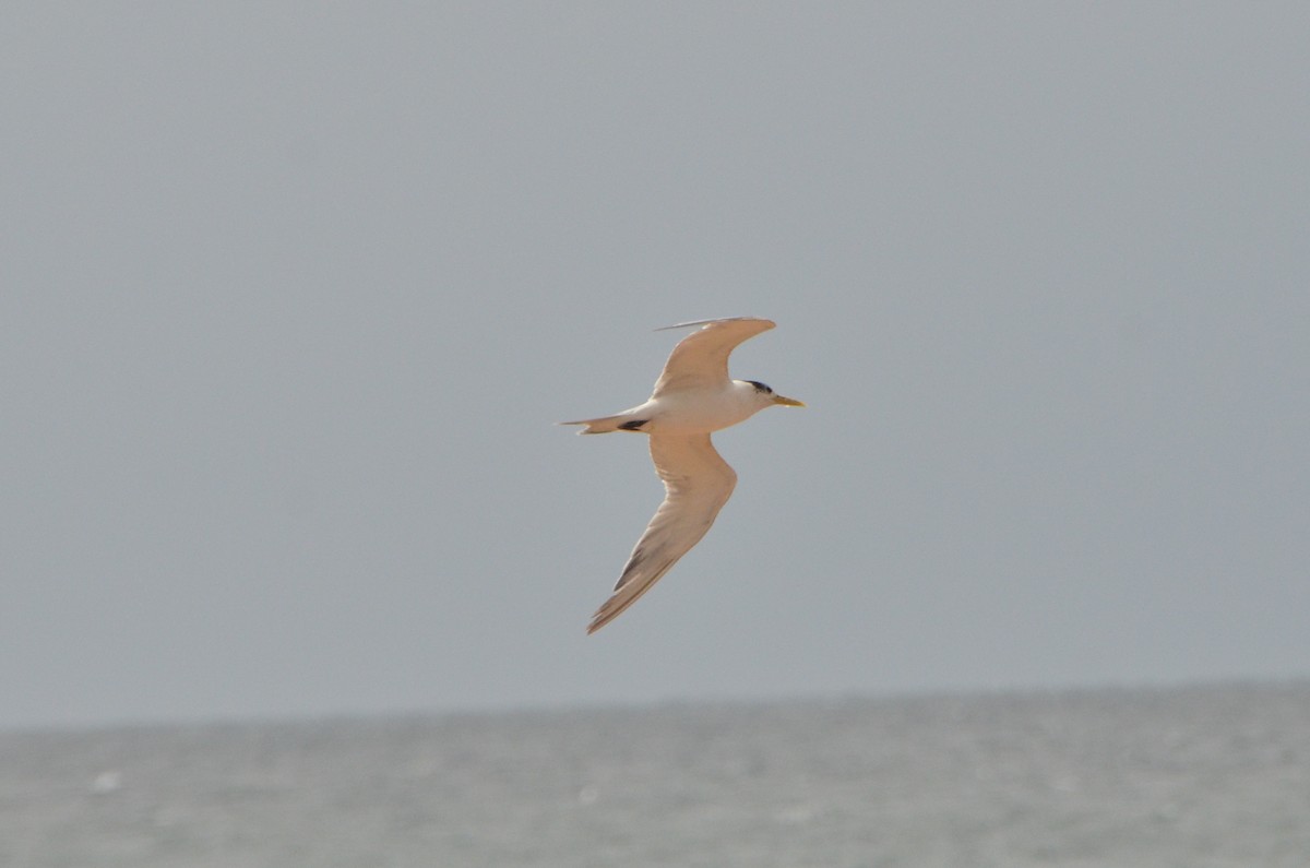 Great Crested Tern - ML611388191