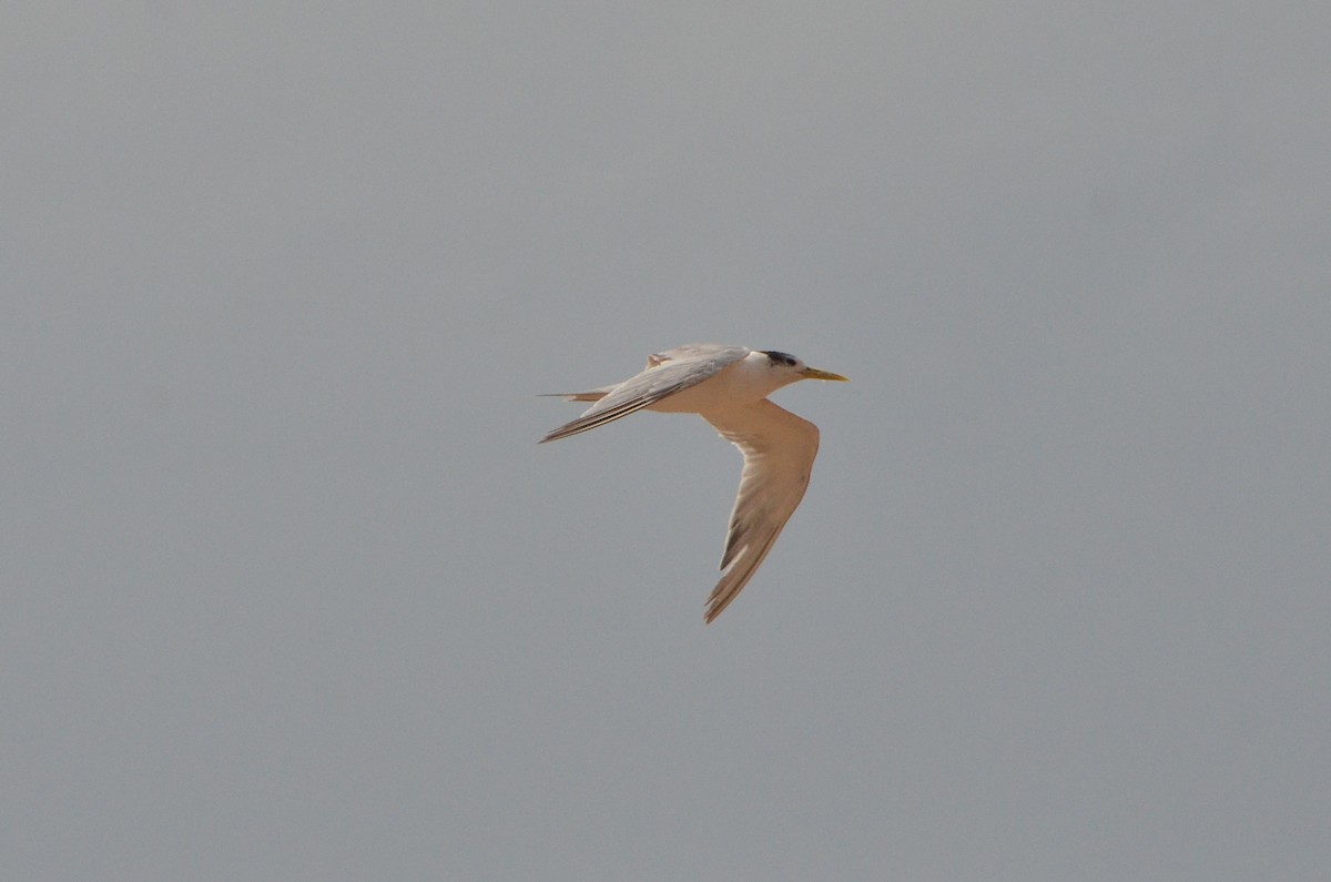 Great Crested Tern - ML611388192