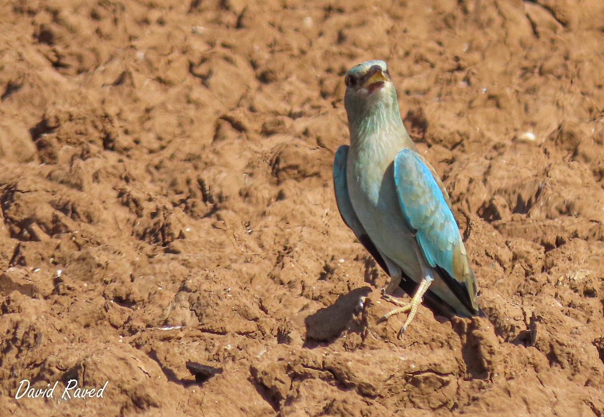 European Roller - ML611388451