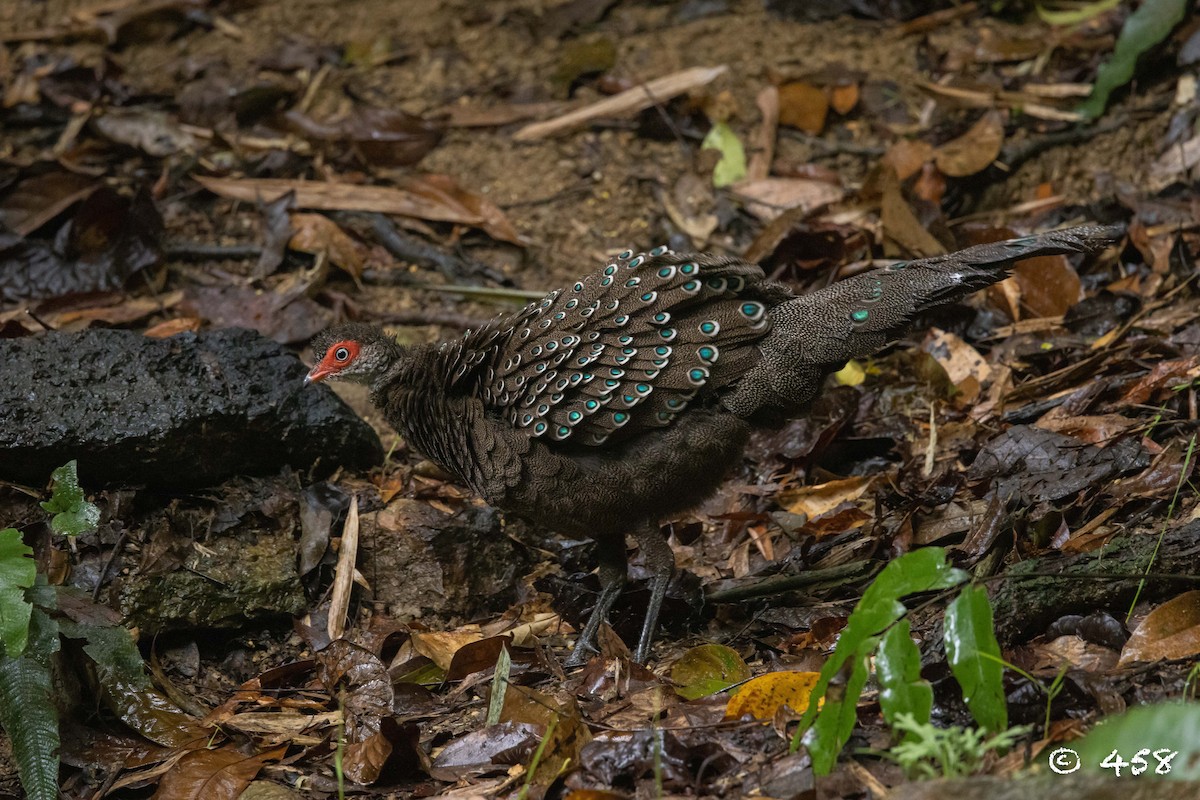 Hainan Peacock-Pheasant - 大牙齿 458