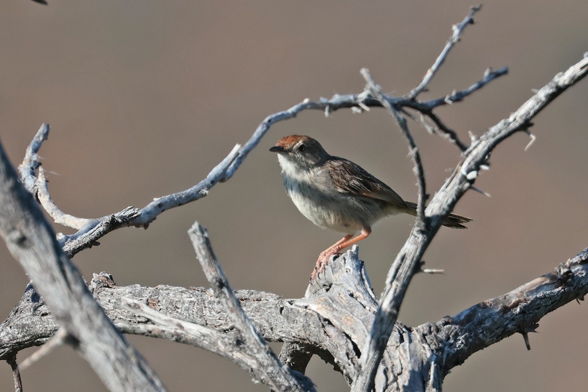 Red-headed Cisticola (Red-headed) - ML611388753