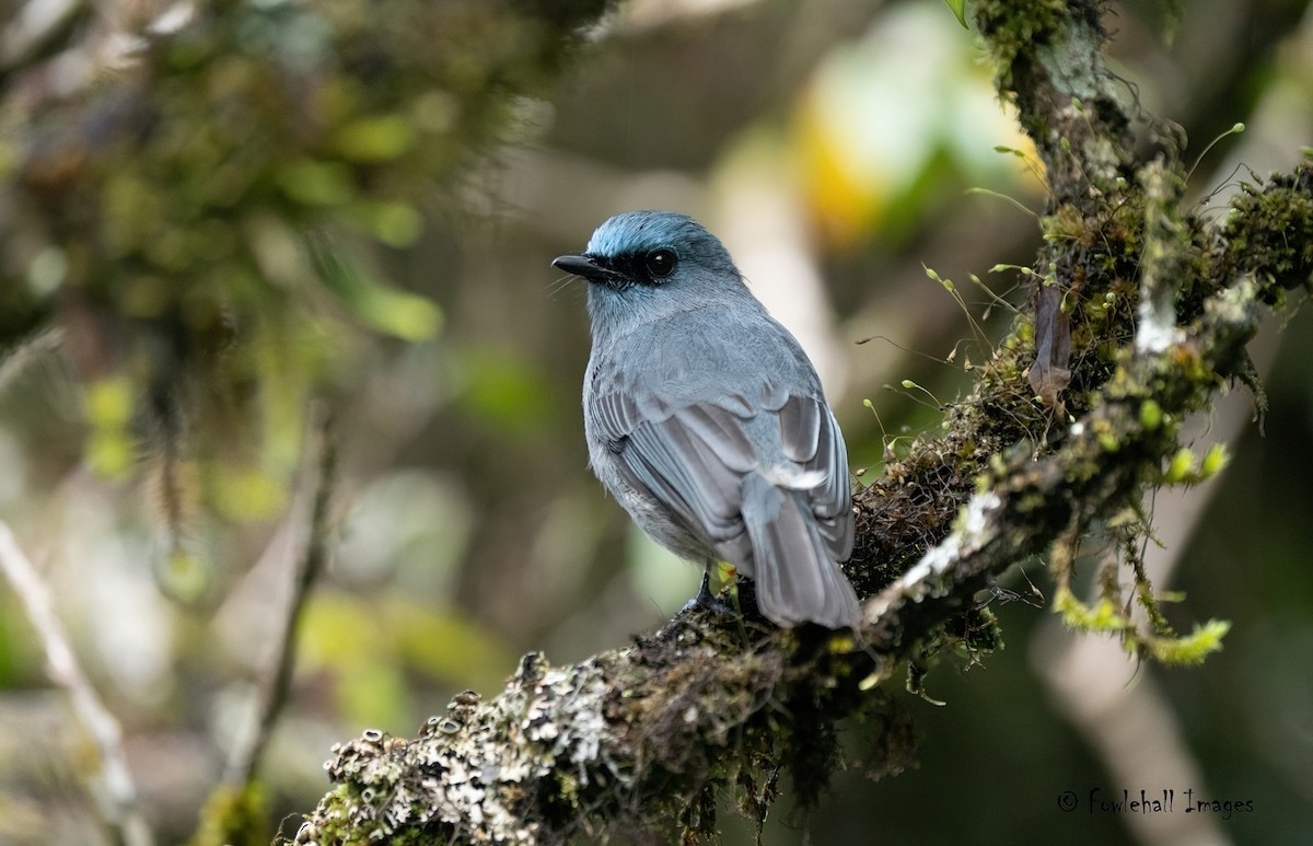 ML611388946 - Dull-blue Flycatcher - Macaulay Library