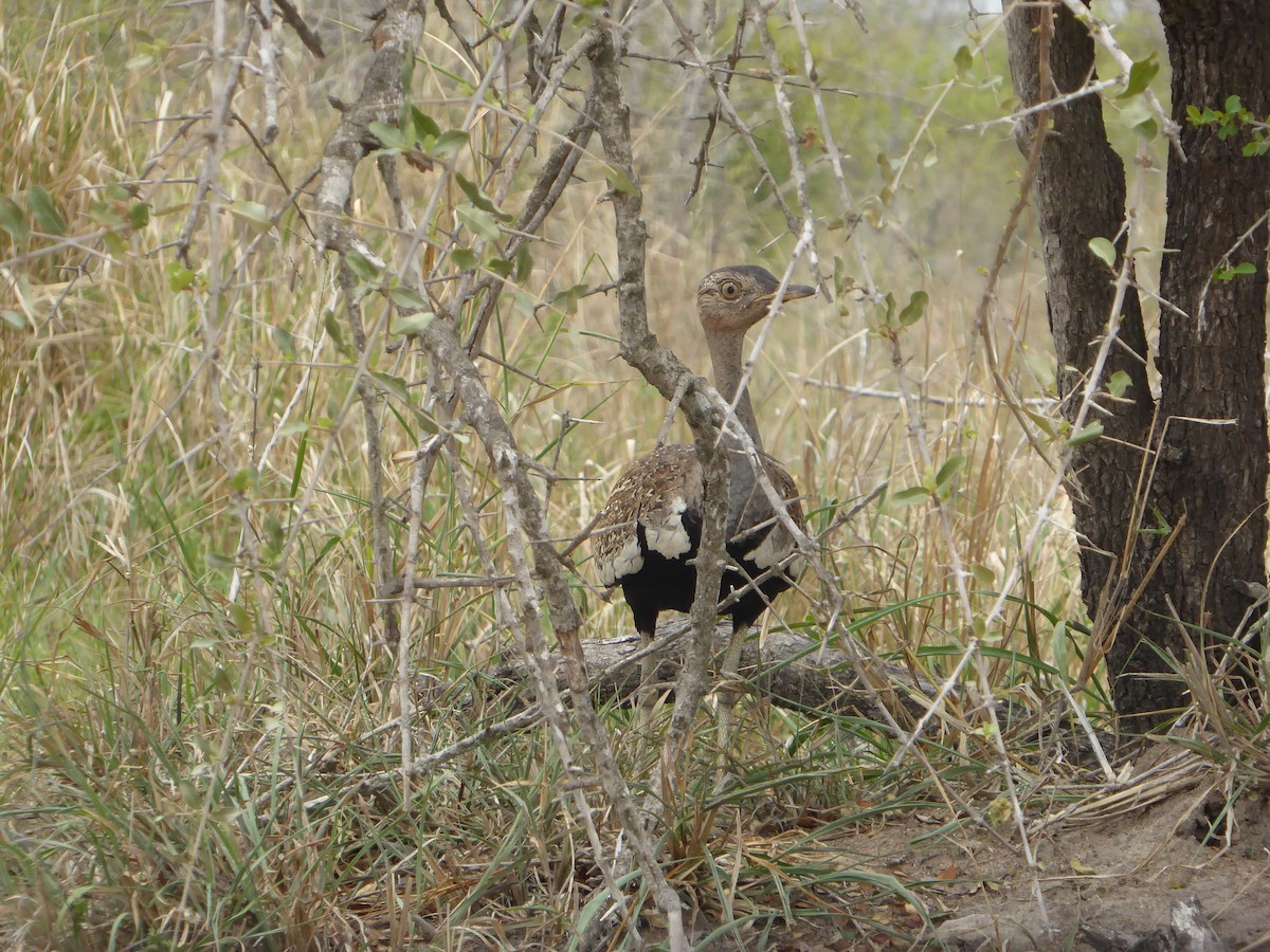 Red-crested Bustard - ML611389242